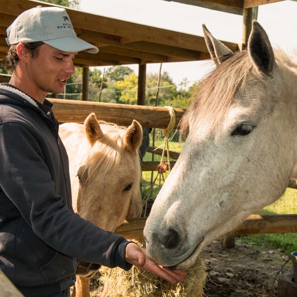 AIFS-Ranchwork-Südafrika-Pferd-Person-Pferde-Pflege-füttern-spaß-freude-natur-tiere