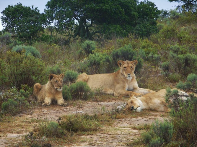 AIFS-freiwilligenarbeit-südafrika-big-5-wildlife-reservat-löwe-schlafen-familie