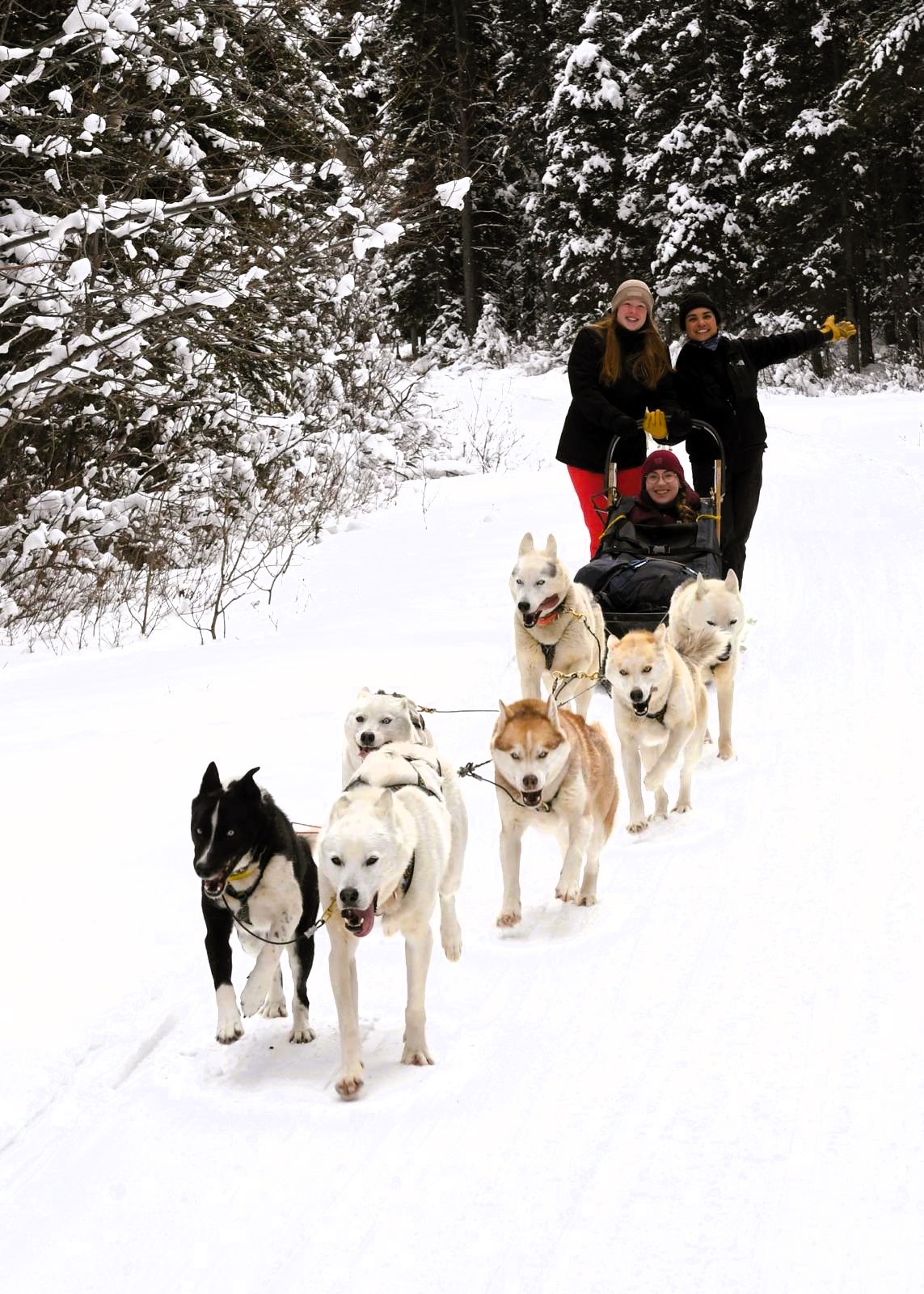 ugc-au-pair-kanada-schlitten-schnee-hunde-personen-hannahs