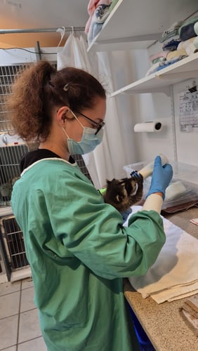 Vanessa füttert einen Waschbären beim AIFS Freiwilligenprojekt Wildlife in Kanada