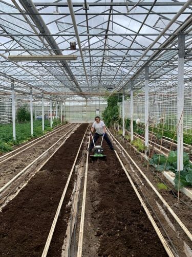Volunteer bei der Arbeit im Gewächshaus beim Freiwilligenprojekt Eco-Village in Island mit AIFS