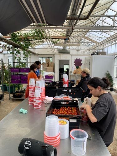 Volunteers bei der Arbeit beim Freiwilligenprojekt Eco-Village in Island mit AIFS