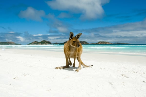 AIFS Australien: Ein Känguru am Strand – erlebe einzigartige Abenteuer mit AIFS Educational Travel am Meer.