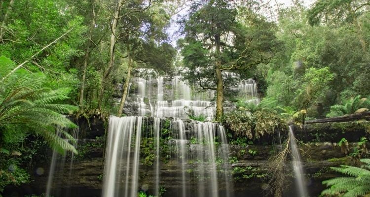 Ein Wasserfall im tasmanischen Regenwald