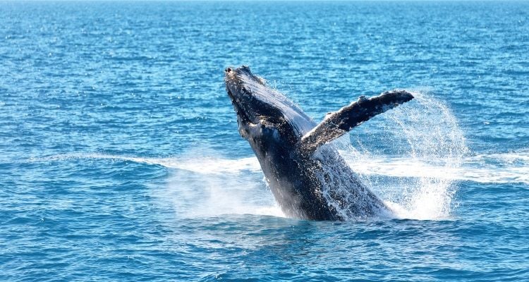 Ein aus dem Ozean springender Wal