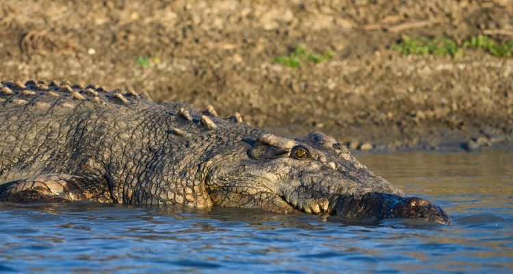 Ein Krokodil im Kakadu Nationalpark