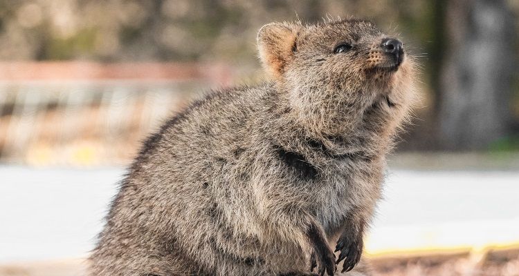 Ein Quokka auf Rottnest Island