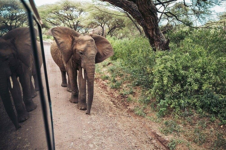 Abenteuerreisen in Tansania mit AIFS