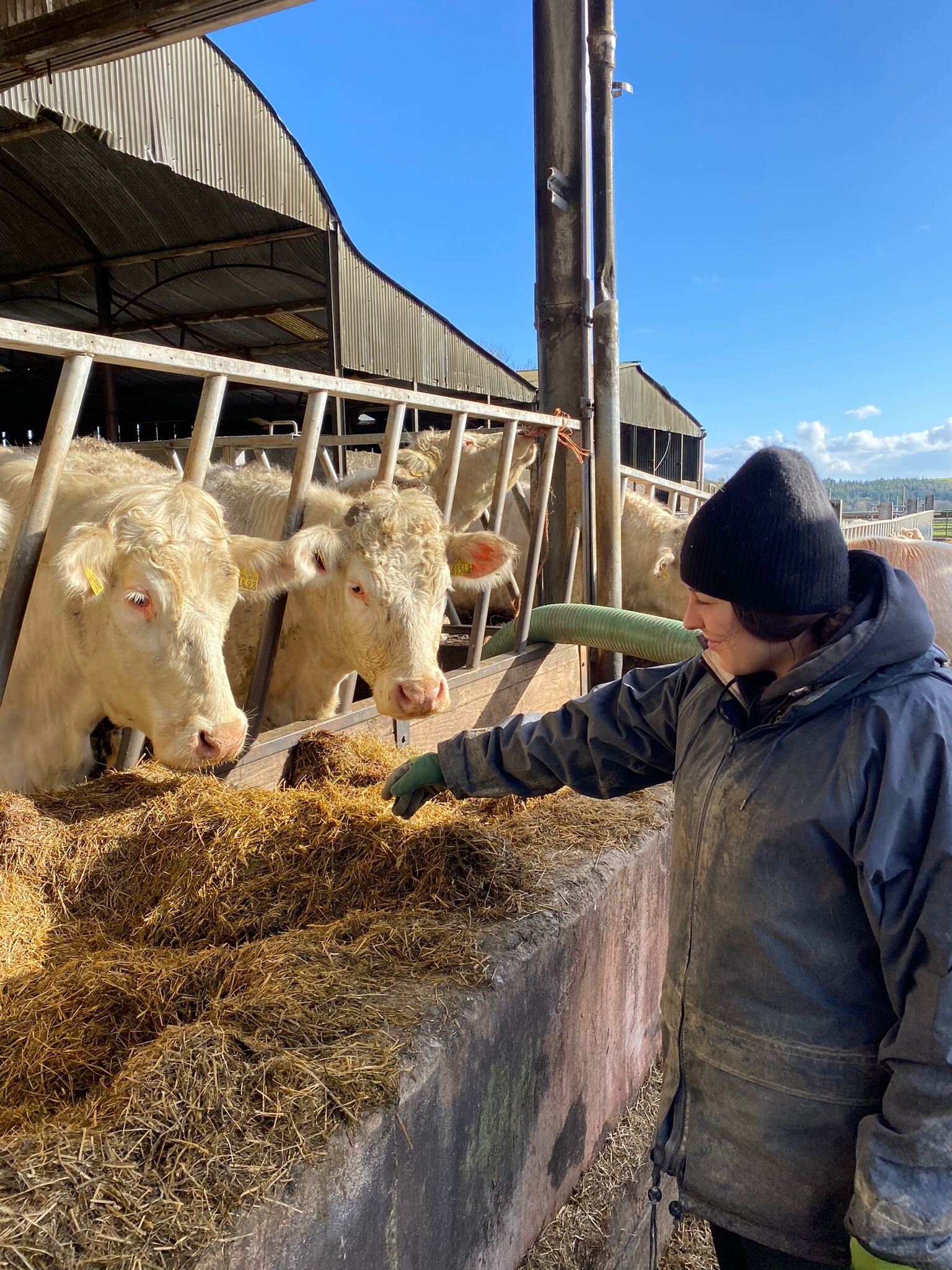 Farmwork in Irland mit AIFS