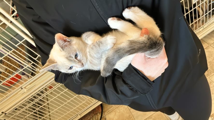 Jeanne hält eine Katze im Freiwilligenprojekt in Kanada mit AIFS