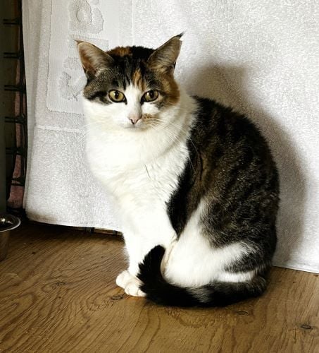 Eine Katze im Tierschutz bei der Freiwilligenarbeit in Kanada mit AIFS