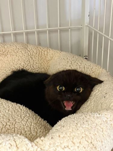 Katze beim Tierschutz Projekt in Kanada mit AIFS