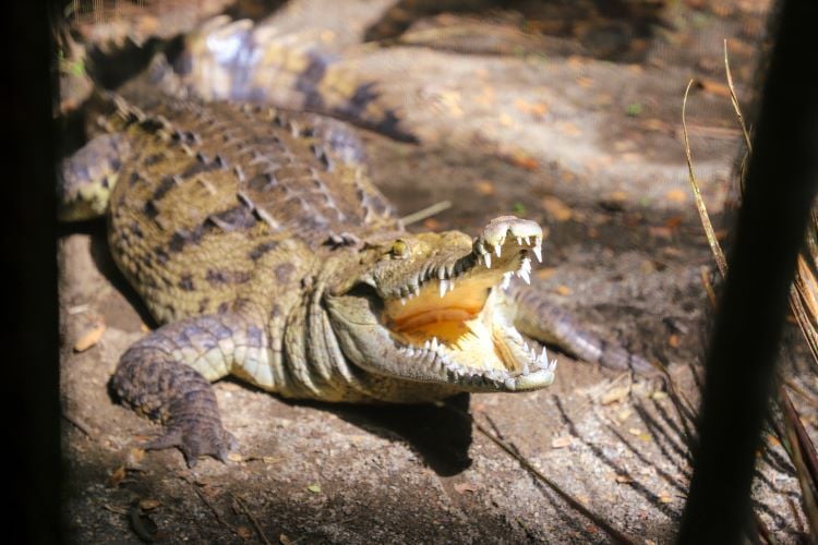 Krokodil beim Freiwilligenprojekt Wildlife Rescue in Costa Rica