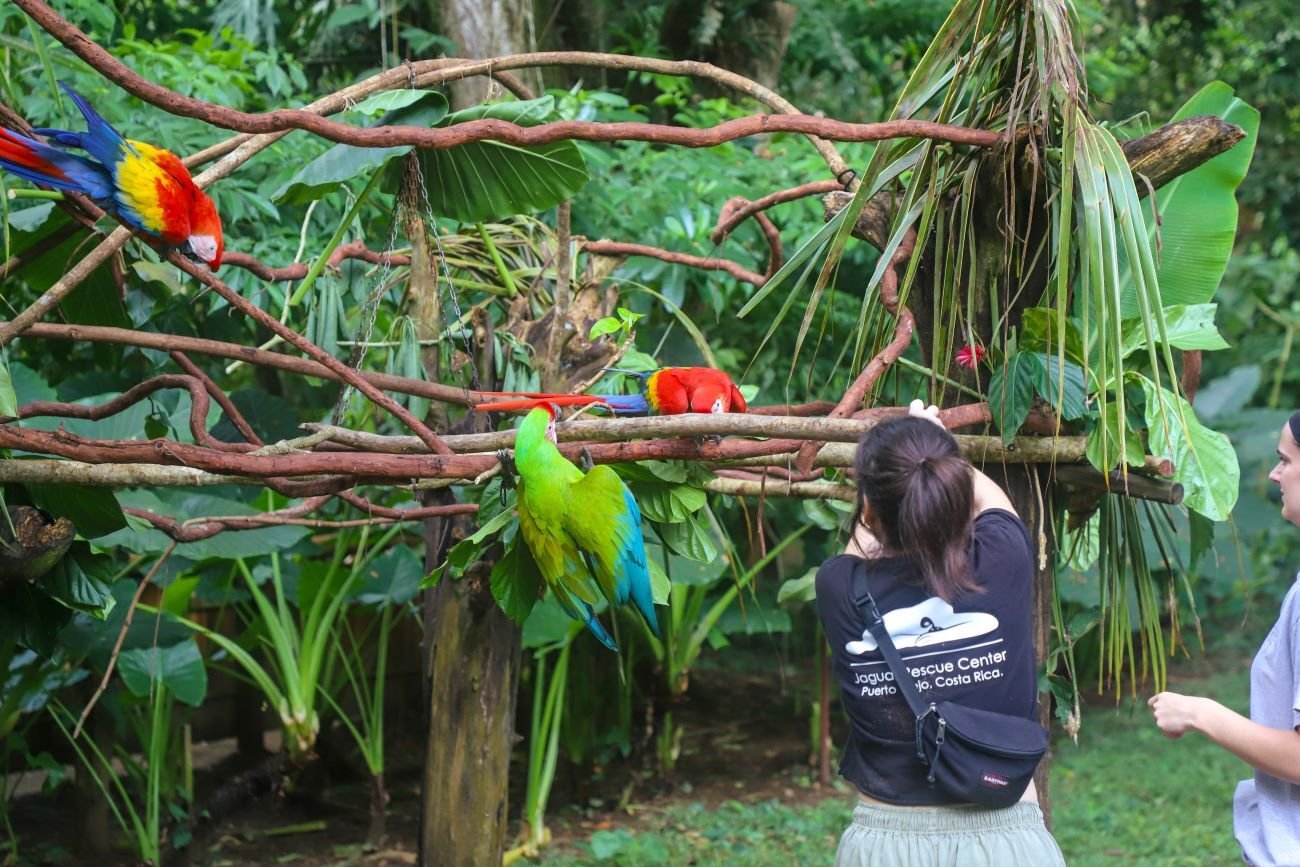Volunteer mit Papageien im Wildlife Rescue Freiwilligenprojekt in Costa Rica mit AIFS
