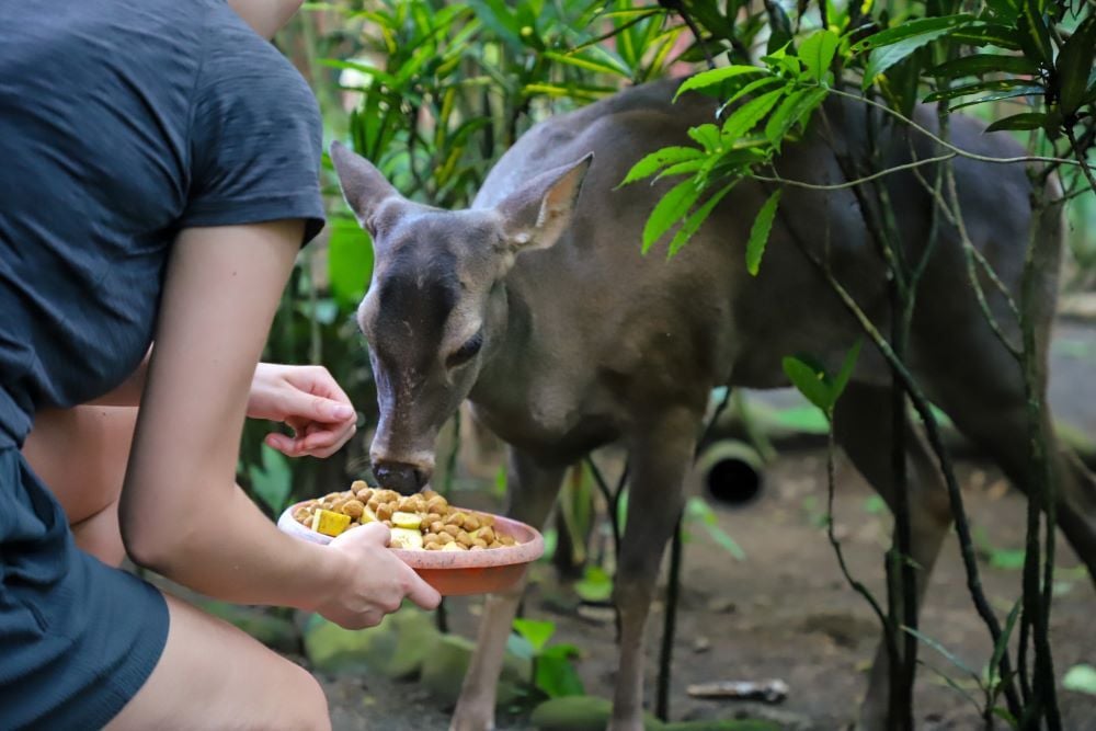 Volunteer füttert Reh im Freiwilligenprojekt Wildlife Rescue in Costa Rica