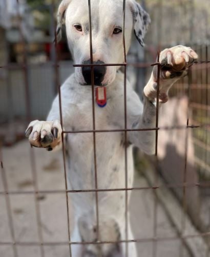 Hund beim Freiwilligenprojekt Animal Care in Griechenland