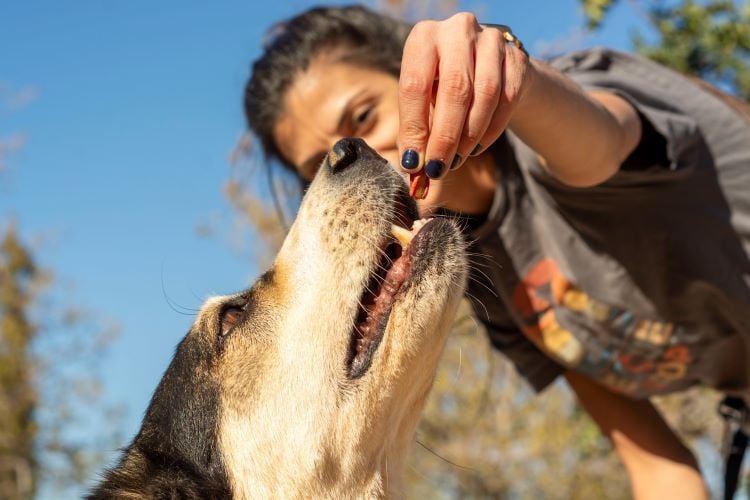 Volunteer füttert Hund mit einem Hund beim Freiwilligenprojekt Animal Care in Griechenland