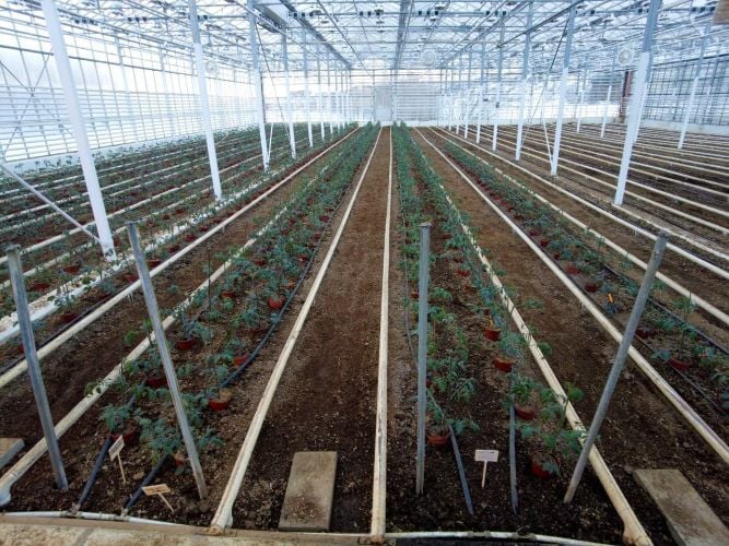 Gewächshaus beim Freiwilligenprojekt Ecovillage in Island mit AIFS