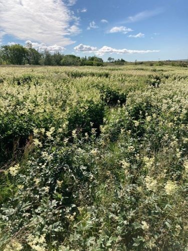 Natur beim Freiwilligenprojekt Organic Farming in Island mit AIFS
