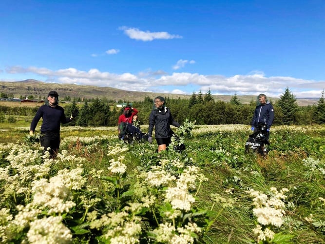 Volunteers beim Freiwilligenprojekt Organic Farming in Island mit AIFS