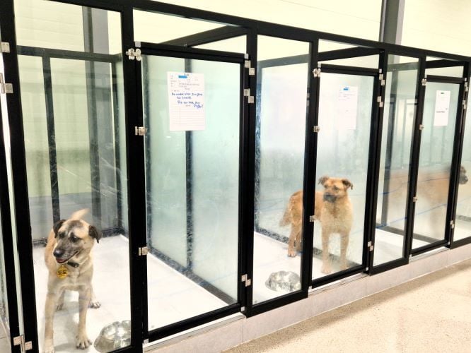 Hunde beim Freiwilligenprojekt Rescued Animals in Südkorea mit AIFS