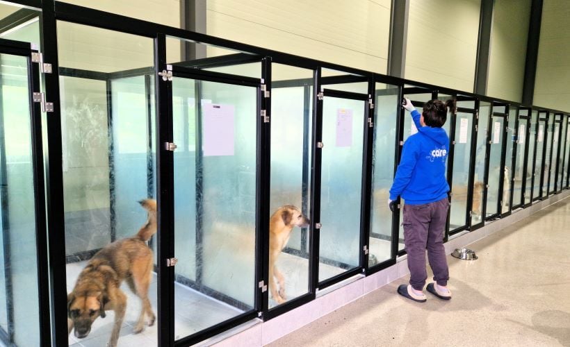 Volunteer reinigt Boxen beim Freiwilligenprojekt Rescued Animals in Südkorea mit AIFS
