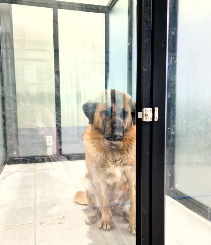 Hund mit herzerwärmendem Blick beim Freiwilligenprojekt Rescued Animals in Südkorea mit AIFS