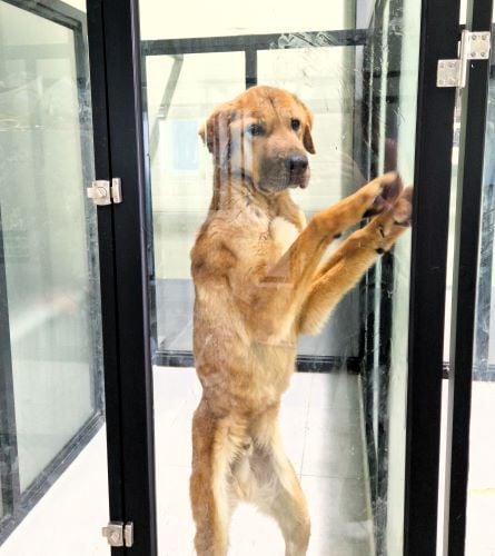 Junger Hund beim Freiwilligenprojekt Rescued Animals in Südkorea mit AIFS