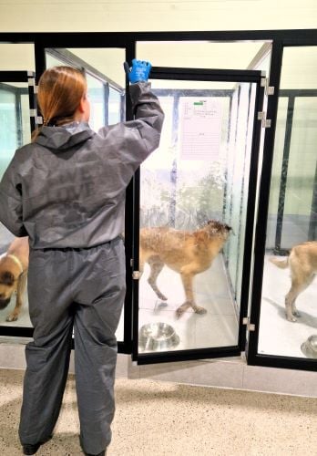 Volunteer bei der Arbeit beim Freiwilligenprojekt Rescued Animals in Südkorea mit AIFS