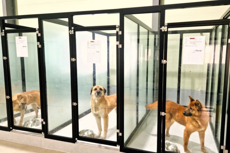 Hunde im Tierheim beim Freiwilligenprojekt Rescued Animals in Südkorea mit AIFS