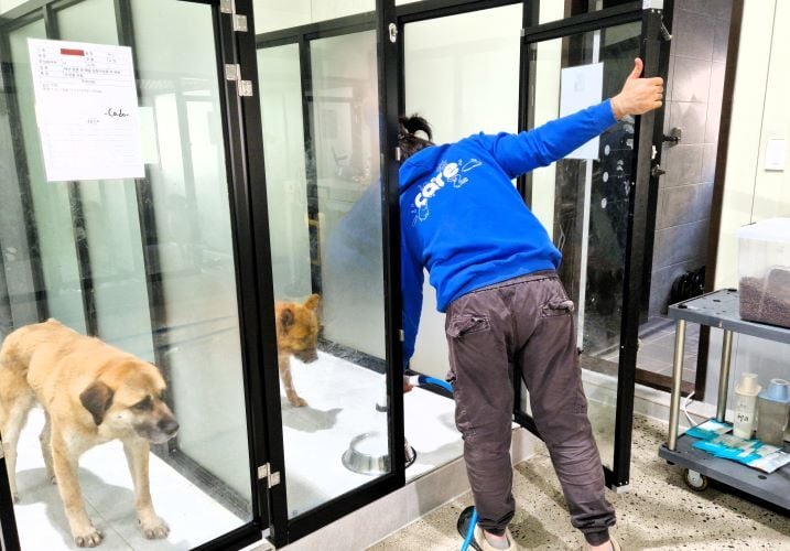 Volunteer beim Freiwilligenprojekt Rescued Animals in Südkorea mit AIFS