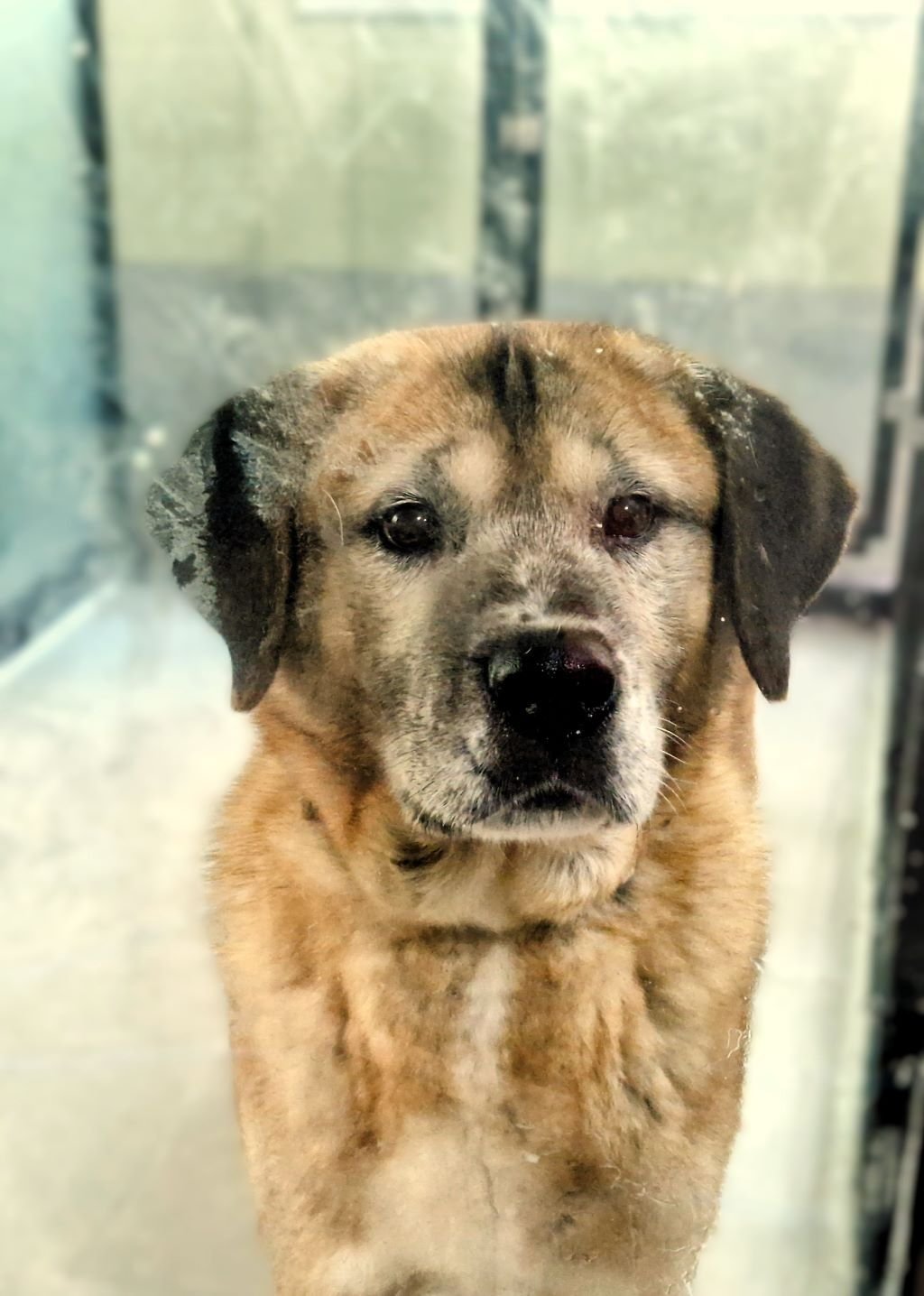 Freiwilligenprojekt Rescued Animals in Südkorea mit AIFS