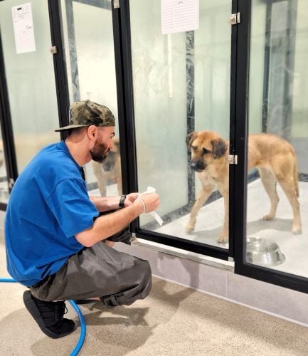 Volunteer füttert Hund beim Freiwilligenprojekt Rescued Animals in Südkorea mit AIFS