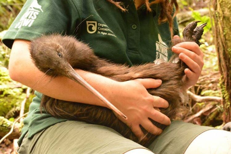 Volunteer mit Vogel beim Freiwilligenprojekt Rainforest Conservation in Neuseeland