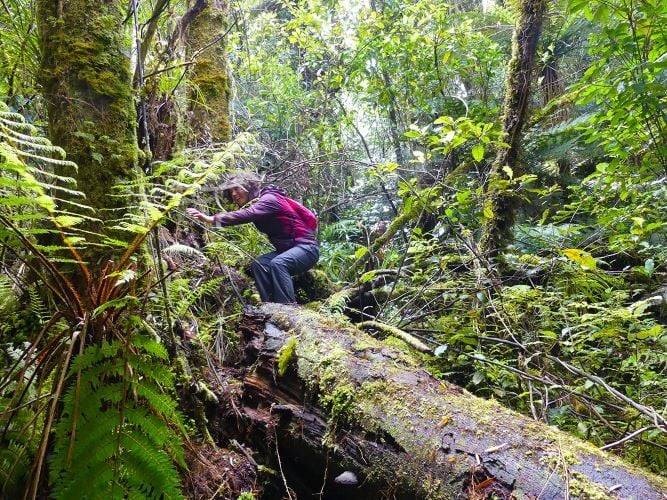 Volunteer beim Wandern beim Freiwilligenprojekt Rainforest Conservation in Neuseeland