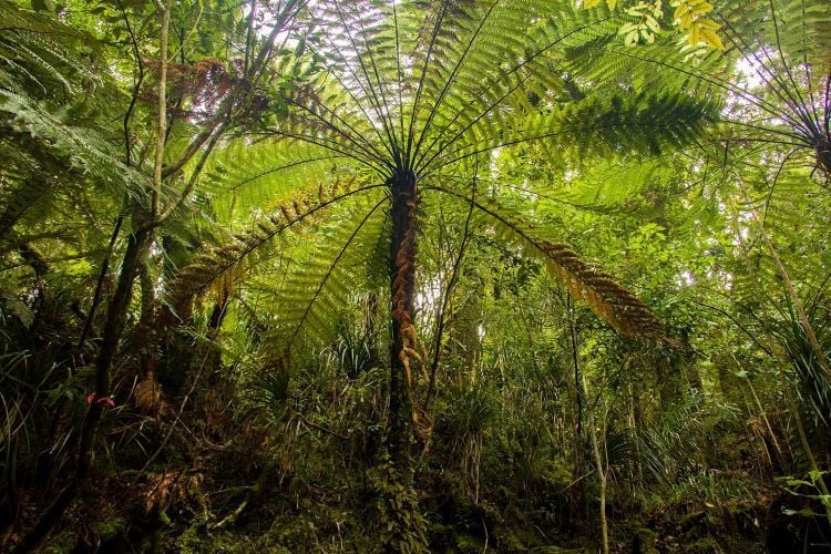 Regenwald beim Freiwilligenprojekt Rainforest Conservation in Neuseeland