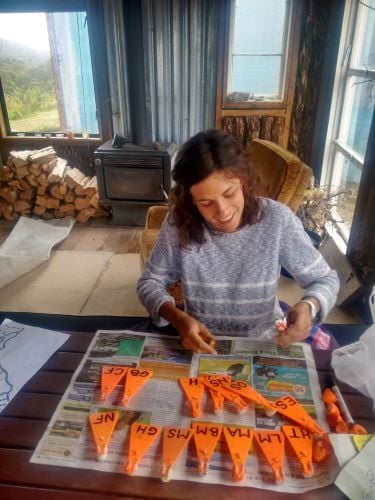 Volunteer am Basteln beim Freiwilligenprojekt Rainforest Conservation in Neuseeland