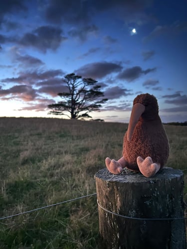 Ein Plüsch Kiwi auf dem Gelände des  Freiwilligenprojektes mit AIFS in Neuseeland