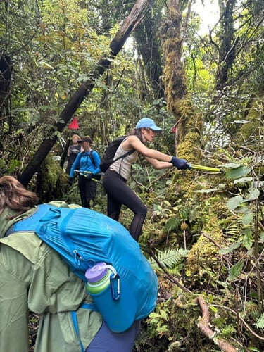 Volunteers bei der Arbeit in ihrem Freiwilligenprojekt mit AIFS in Neuseeland