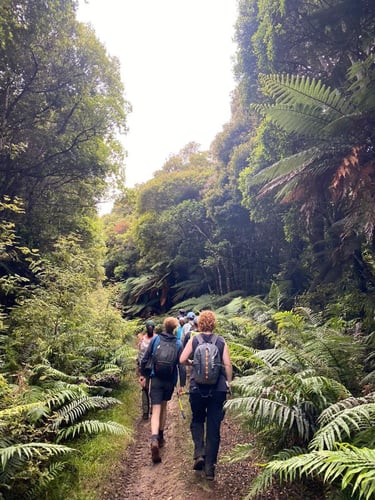 Volunteers im Regenwald bei ihrem Freiwilligenprojekt mit AIFS in Neuseeland