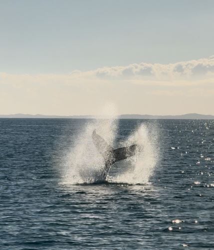 Whale Watching in Australien während Neles Austauschjahr in Australien mit AIFS