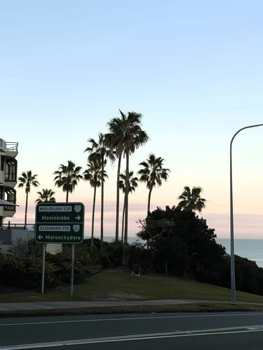 Palmen in Australien während Neles Schüleraustausch in Australien mit AIFS