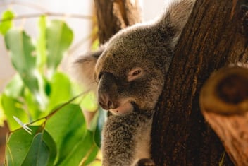 Nahaufnahme eines Koalas in einem Baum