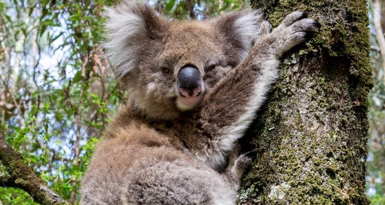 Ein Koala in einem Baum