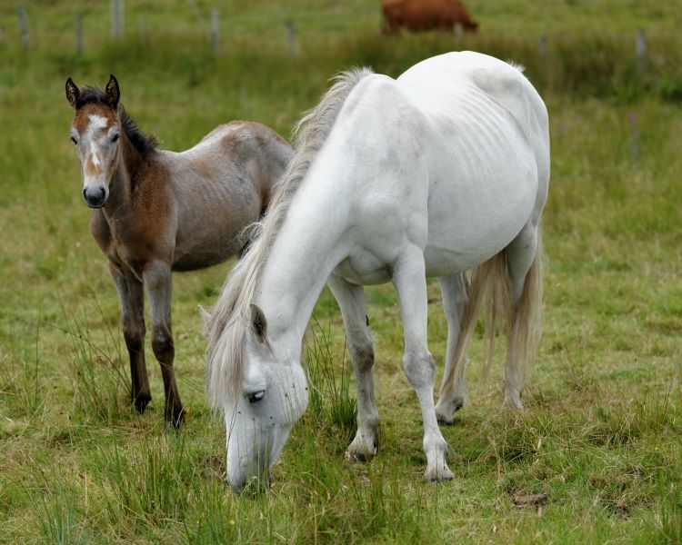 Connemara Pony und Fohlen