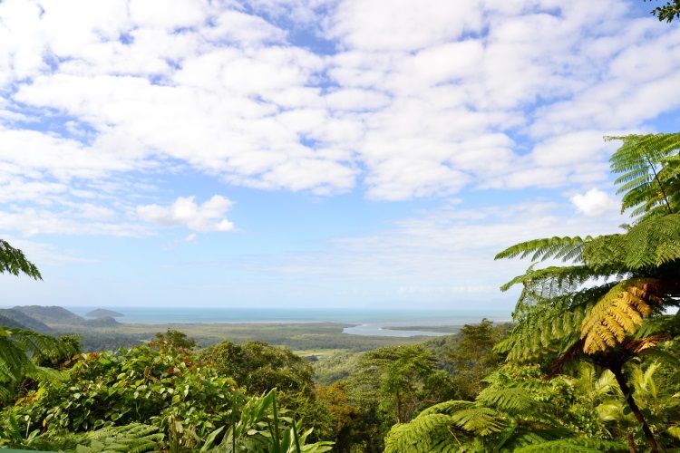 Daintree Rainforest
