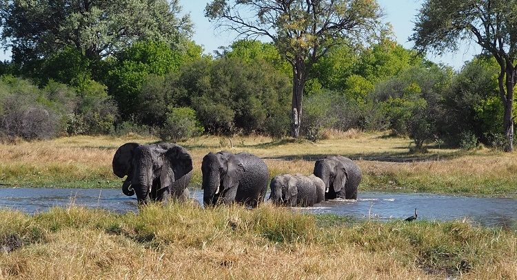 Elefanten durchqueren Fluss