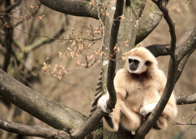 Gibbons leben bevorzugt hoch oben in Baumkronen