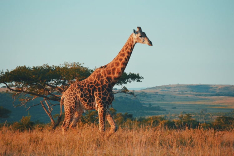 Treffe auf Giraffen und andere südafrikanische Tiere in freier Wildbahn