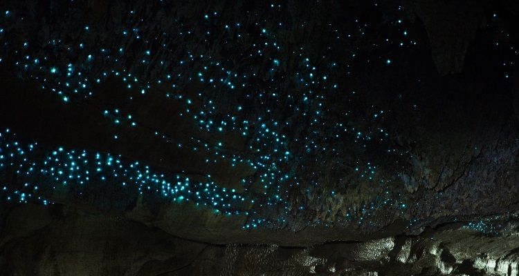 Glowworm Caves in Waitomo